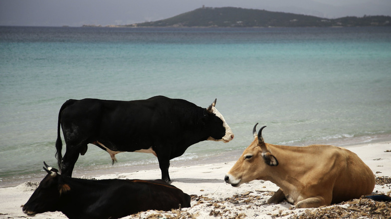Wilde Kühe statt badender Menschen: Am Strand Mar e Sol in Porticcio auf der französischen Mittelmeerinsel Korsika sind Touristen noch nicht willkommen.
