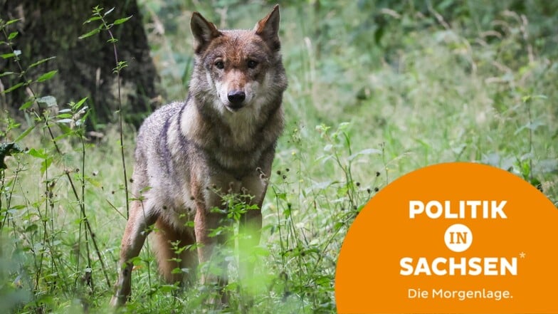 Morgenlage in Sachsen: Wölfe; Frostschäden; Kretschmer; CSD