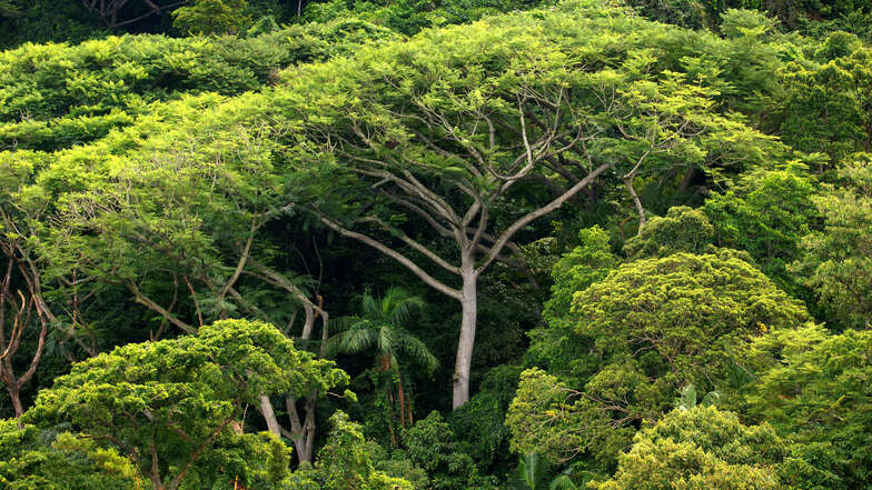 Dichter Atlantischer Regenwald auf der Ilha do Cardoso im brasilianischen Bundesstaat Sao Paulo.