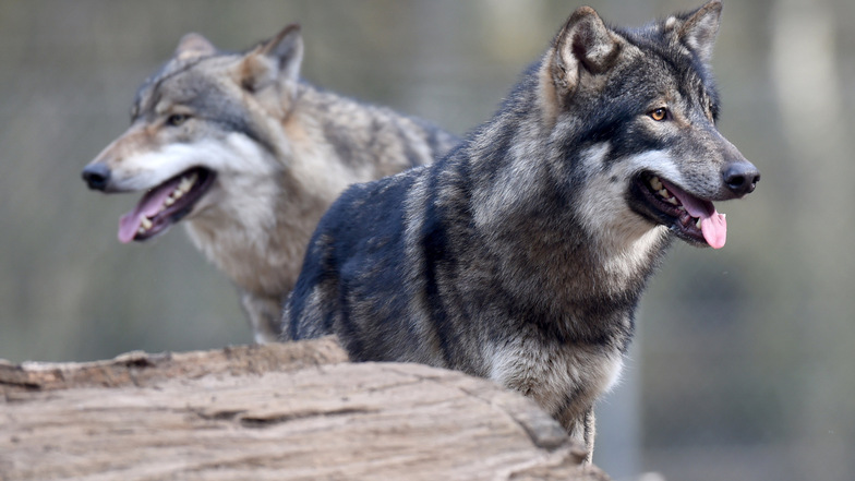 Das Land Sachsen arbeitet an einer neuen Wolfsverordnung.