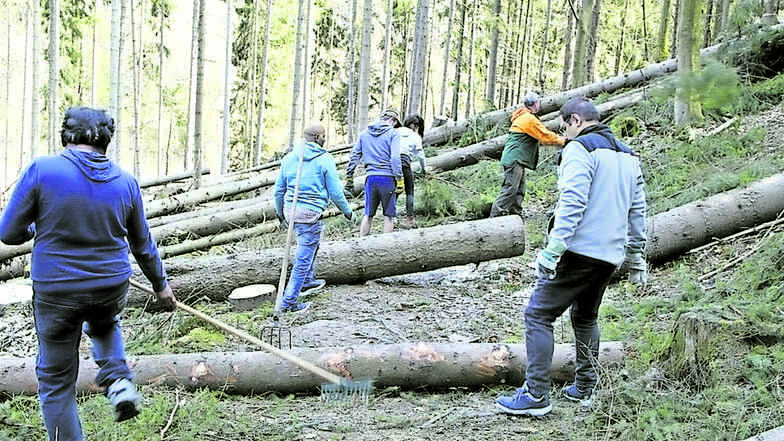 Teilnehmer des Projektes „Lebenswerte Sächsische Schweiz helfen bei Waldarbeiten.