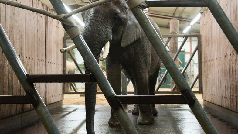 Bei ihr hat Tembo die besten Chancen: die erfahrene Elefantendame Drumbo