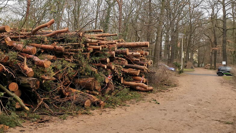 Im Waldpark Blasewitz und im Altfrankener Park mussten wegen Trockenheit mehr als 180 Bäume gefällt werden. Auch andere Stadtteile waren betroffen.