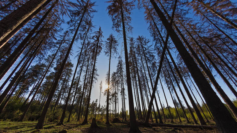 So verändern sich die Wälder in Sachsen
