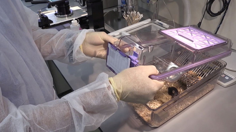Ein Wissenschaftler öffnet in einem Versuchslabor einen Käfig, um eine Maus für eine Tierversuch zu entnehmen. Der Käfig enthält Futter, Wasser, Einstreu und Nistmaterial, mit dem sich die Mäuse beschäftigen können.