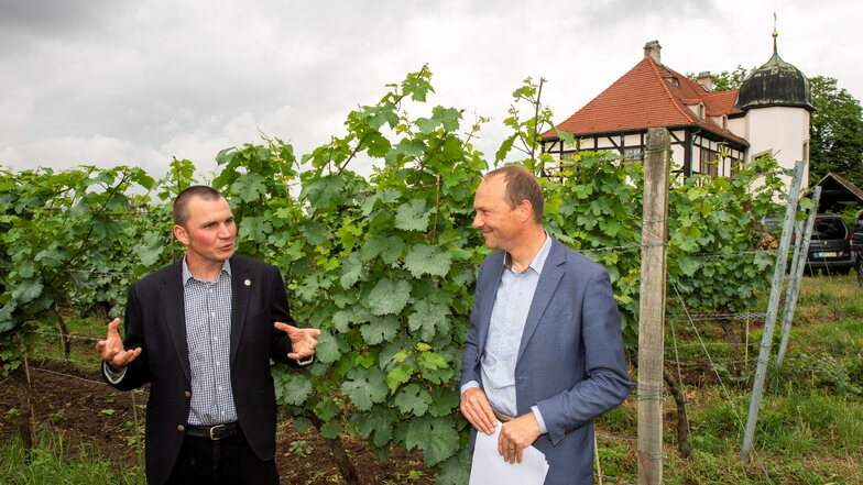 Felix Hößelbarth (links), der Vorsitzende der Schutzgemeinschaft Sachsen für die Weinbezeichnung, erläutert Sachsens Landwirtschaftsminister Wolfram Günther, wie Weinbau auch ohne Herbizide auf dem Gut Hoflößnitz geht.