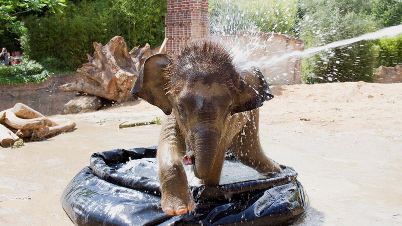 Der kleine Elefant Kiran war der Star der Elefantenherde - am Freitag wurde er tot aufgefunden.