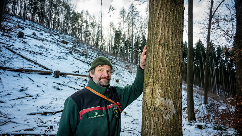 Revierförster Dirk Tenzler kennt den Zweiniger Grund in- und auswendig. Sein Ziel für die Zukunft des Waldes ist eine bunte Mischung von Bäumen, die sich miteinander vertragen.