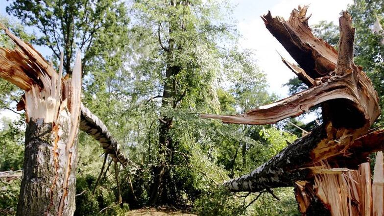 Im Ottendorfer Teichwiesenbad bot sich am Donnerstagmorgen ein Bild der Verwüstung. Die durch das Unwetter umgehauenen Bäume waren bis zu 60 Jahre alt.Ein Baum landete auf einer Mülltonne – die ist nun selbst ein Fall für den Schrottplatz. Mit schwerem Gerät wurde das Gelände gestern beräumt.
