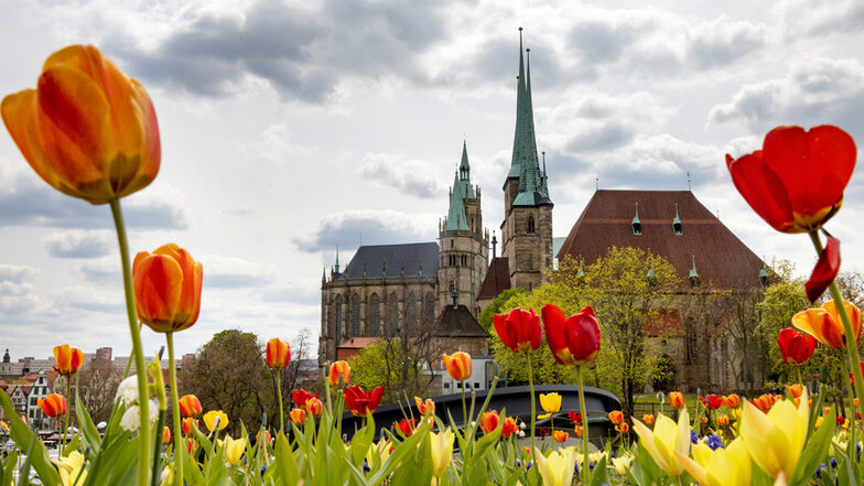 Blumen blühen am Erfurter Petersberg. Im Hintergrund ist der Dom zu sehen.