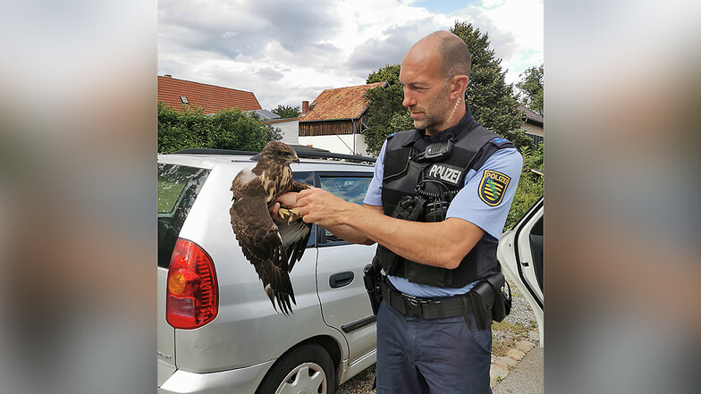 Wie hier in Taschenberg wurde auch in Königstein ein Greifvogel von Polizisten gerettet. (Archivfoto)