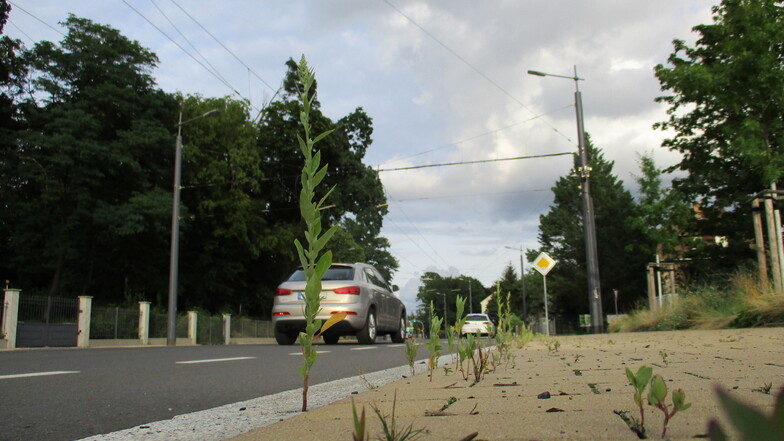 Auf der anderen Straßenseite wächst Gras zwischen den Pflastersteinen.
