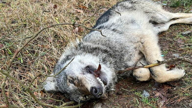 Wolf bei Rothenburg angefahren und tödlich verletzt