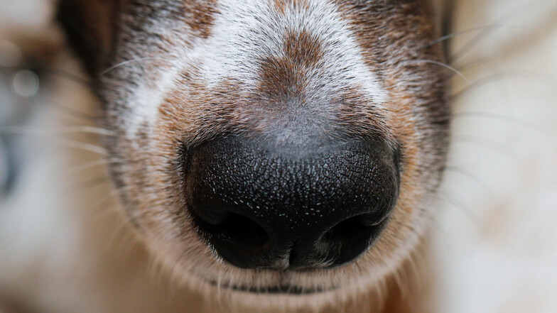 Der Geruchssinn von Hunden gilt als herausragend. Das liegt unter anderem an einer hohen Zahl an Riechzellen in der Nasenschleimhaut.