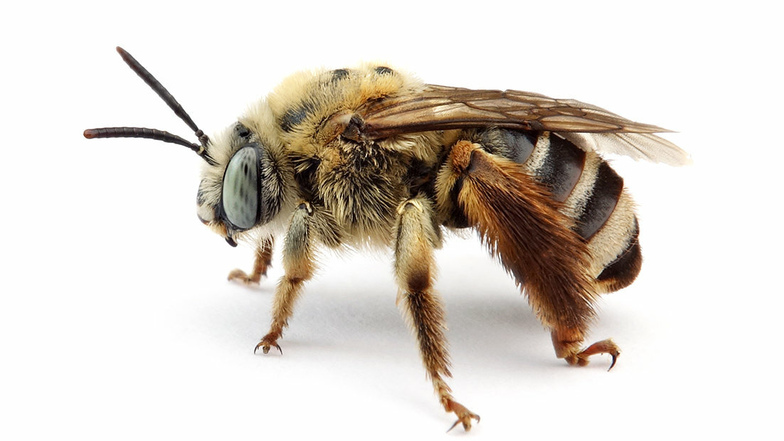 In Meißen wurde mit der Flockenblumen-Langhornbiene eine ausgestorbene Wildbienenart wieder entdeckt.
