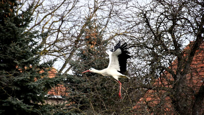 Er ist wieder da: Noch zeitiger als bisher ist der Bärwalder Storch in sein Nest auf dem alten Schonstein zurückgekehrt. Nun wartet er auf seine Partnerin.