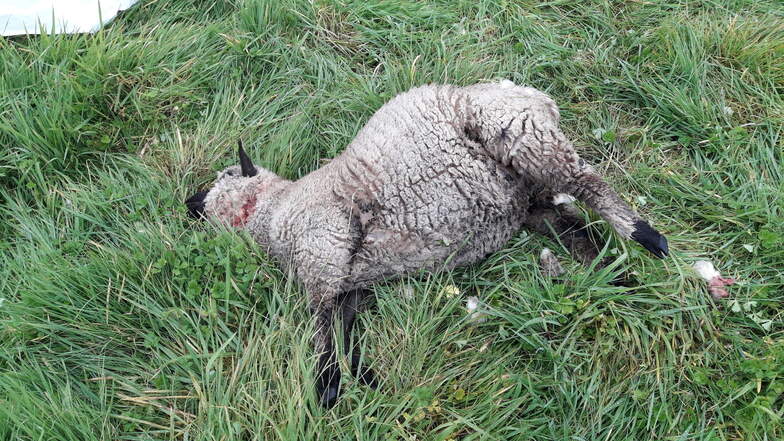 Diesem Schaf von Markus Kotz hat der Wolf die Kehle durchgebissen. Andere Schafe boten ein viel grauenvolleres Bild nach der Wolfsattacke. Vier hatten diese überlebt, mussten aber notgeschlachtet werden.