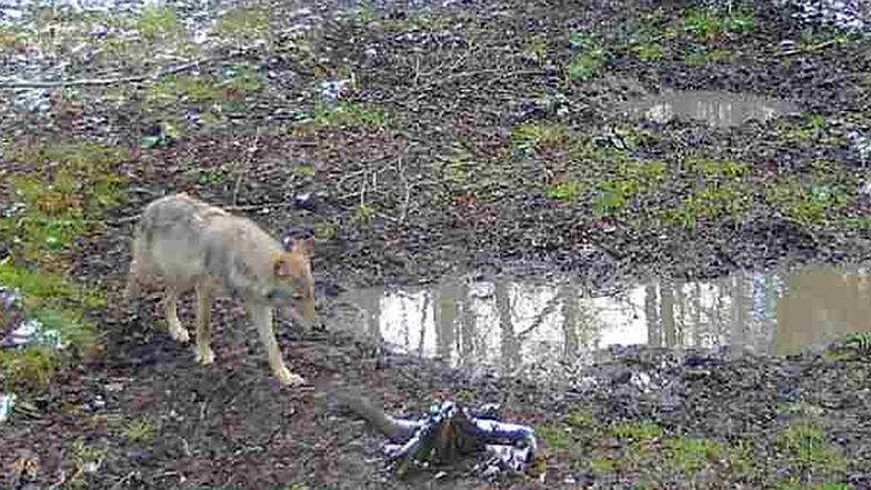 Wolf spaziert bei Radeburg in die Fotofalle