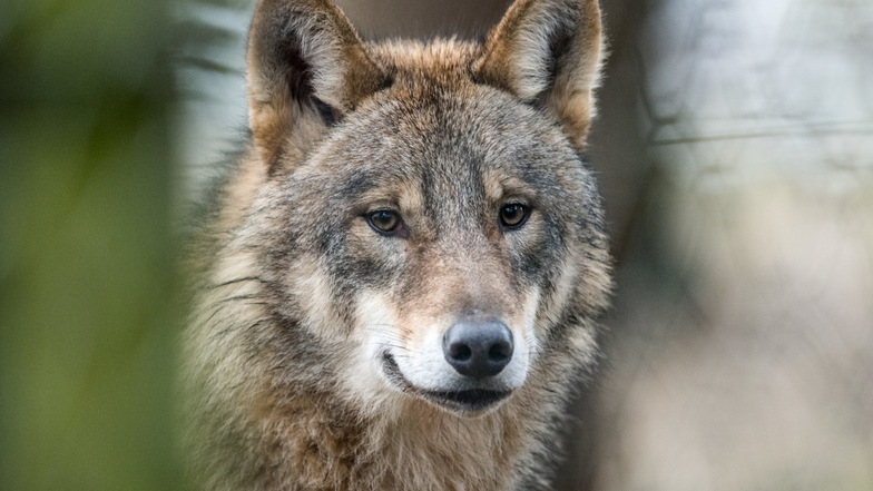 EU-Kommission will Schutzstatus für den Wolf senken