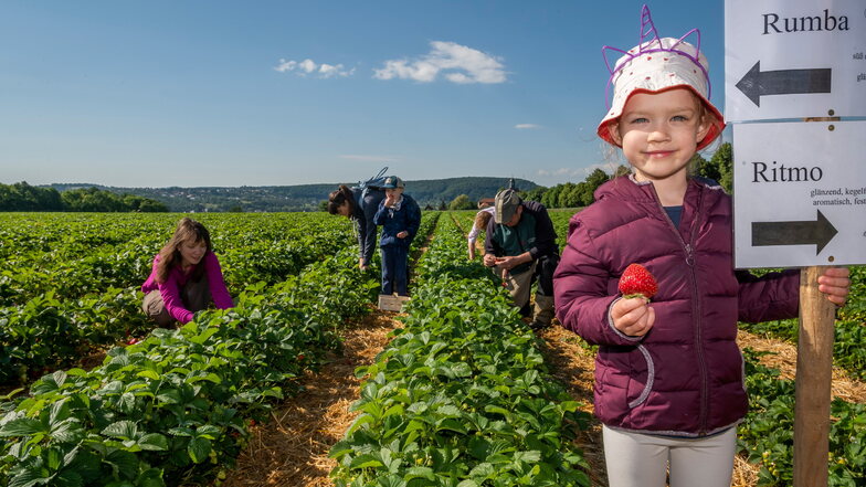 Die ersten Erdbeeren aus Sachsen sind da – und nicht teurer