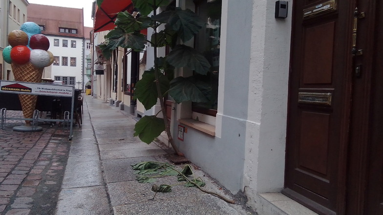 Skurriler Blauglockenbaum in Pirna beschädigt