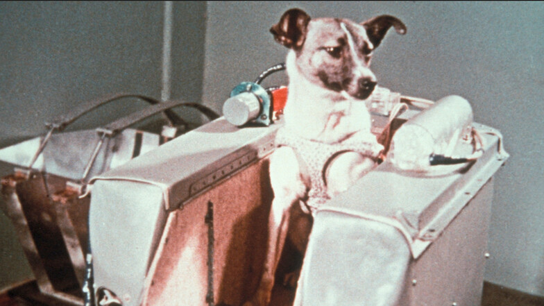 Sie schrieb im Kalten Krieg Weltgeschichte: Laika flog 1957 als erster Hund ins Weltall. Doch auch dieser militärtechnologische Triumph wurde beschwichtigend ohne dessen Schattenseite erzählt. Denn Laika starb einen qualvollen Hitzetod.