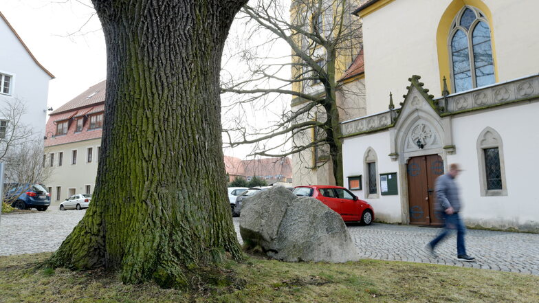 Die Albert-Eiche vor der Kirche in Bernstadt ist ein Platz, an dem sich manche Männer gern erleichtern.