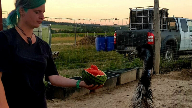 Jetzt gibt es leckere Melone: Janine Golla füttert auf der Straußenfarm Helmsdorf bei Stolpen den Emu Elmo. Seit fünf Monaten lebt der Laufvogel dort, und geht es nach der Chefin, soll das auch so bleiben.