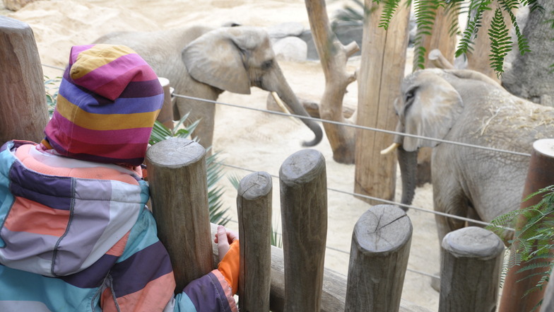 Ein spontaner Besuch bei den Elefanten? Kein Problem mit einer Jahreskarte für den Zoo Dresden.