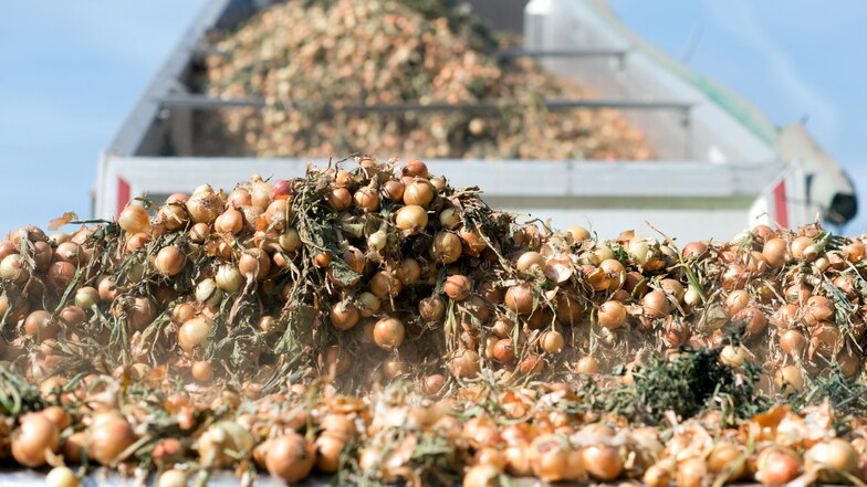 Zwiebelbauern gehen von unterdurchschnittlicher Ernte aus