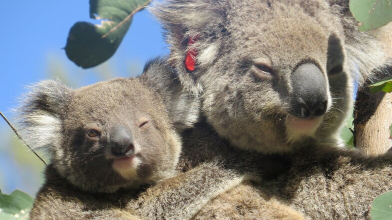 Tierschützer entdeckten Koala Ember im August 2022 mit einem Baby auf dem Rücken. Nun bekommt Ember erneut Nachwuchs.