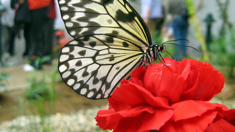 Schmetterlinge in 35 Arten lassen sich in der Tropenhalle beobachten. Sie leben nur kurze Zeit. Jeden Monat schlüpfen rund 500 neue.
