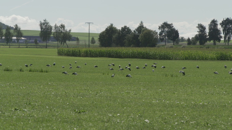 Störche stehen auf einem Feld im Ortsteil Mindersdorf in der Gemeinde Hohenfels.