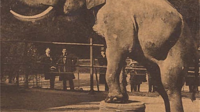 Ein Zirkus-Elefant spielte dabei eine große Rolle.