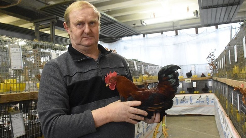 Dieses ausgezeichnete Huhn der Rasse Zwerg Welsumer rostrebhuhnfarbig züchtete Herbert Rödl aus See.