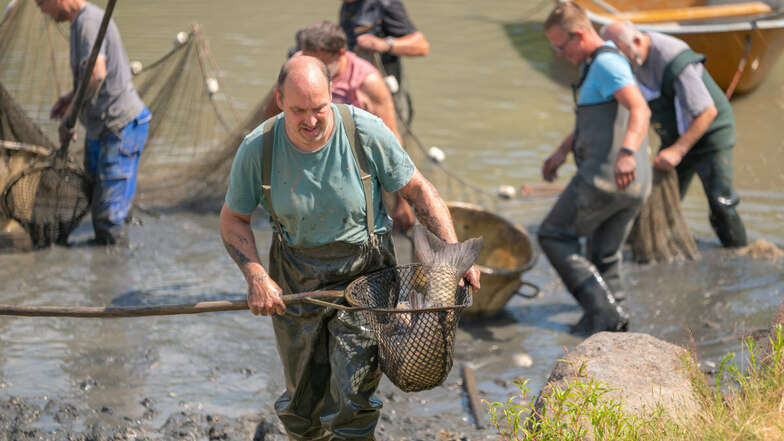 Kaum noch Wasser, zu wenig Sauerstoff: Am Wochenende musste der Libellenteich in Schönau-Berzdorf notabgefischt werden.