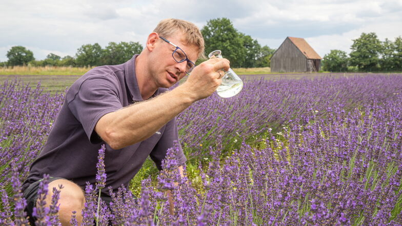 Andreas Graf wird auch dieses Jahr wieder Lavendel anbauen. Hoffentlich wird es leichter als in den zurückliegenden Sommern.