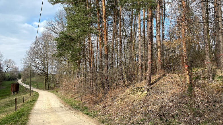 Vom Borkenkäfer befallener Wald im Steinbachtal. Hier werden bald die Sägen surren.