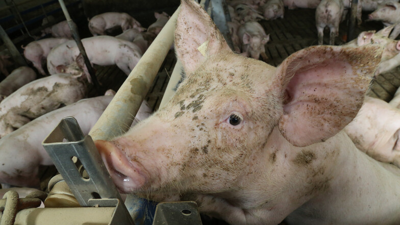 Neben Wildschweinen sind Hausschweine die Betroffenen der Afrikanischen Schweinepest. Im Landkreis ist man darauf vorbereitet. Die Folgen bleiben aber offen.