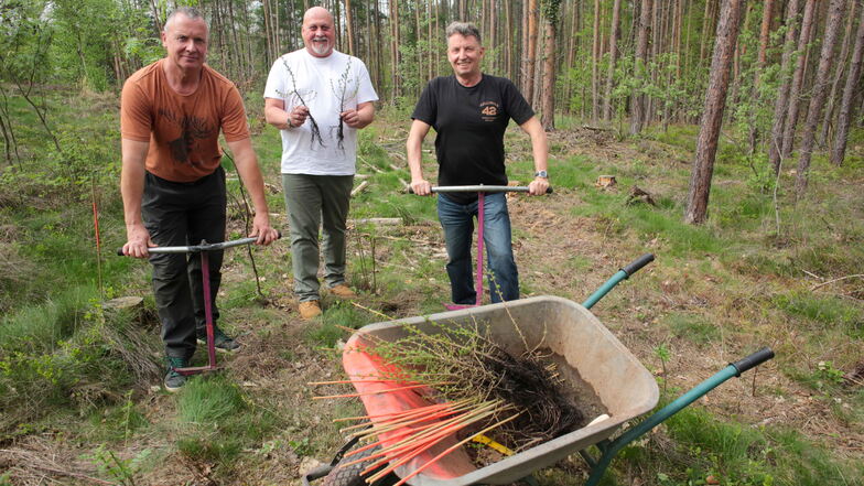 Moritzburg: Hier wächst das Holz für neue Fässer - geschützt allein von Duftstoffen
