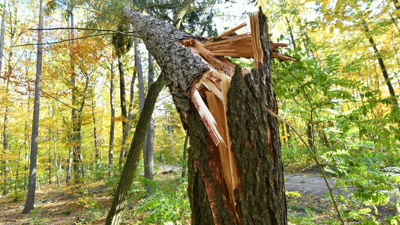 Die über 80jährige Lärche wurde als höchster Baum vom Sturm erwischt.