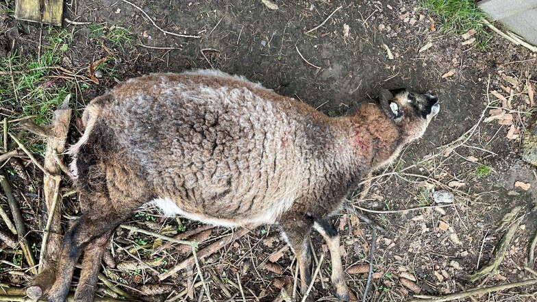 Eines der sechs Schafe, die im Februar in Strehla vom Wolf gerissen wurden.