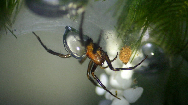 Die Wasserspinne
ist weltweit die einzige Spinne, die dauerhaft unter Wasser leben kann. Sie baut sich luftgefüllte Unterwasserglocken, um ihre Beute zu fressen und Eier zu legen.