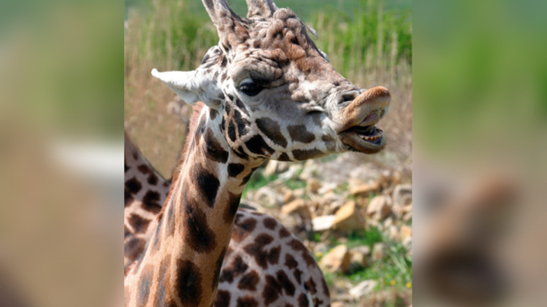Der Giraffenbulle Max ist am Dienstag im Alter von 24 Jahren im Leipziger Zoo gestorben.