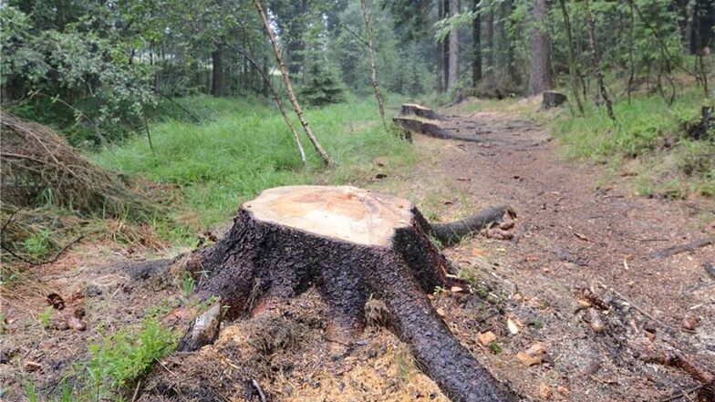 Der romantische Wanderweg ist erst einmal dahin: Baumstümpfe und Matsch rauben der Idylle ihren Charme. Der Forst ist jetzt um Schadensbegrenzung bemüht.