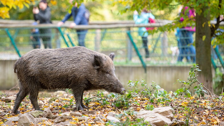 Dürfen Moritzburger Schweine am Leben bleiben?