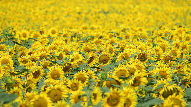 Sonnenblumen stehen auf einem Feld bei Seifersdorf.