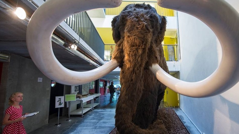 Senckenberg Naturhistorische Sammlungen: Mensch trifft Mammut.