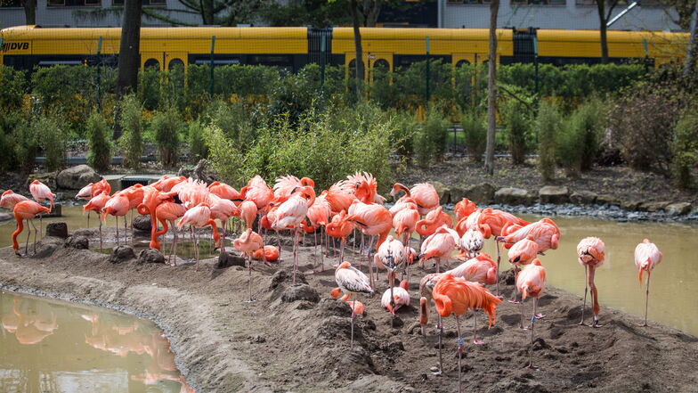 Vorerst müssen die Dresdner Flamingos ohne ihre Brutinsel auskommen.