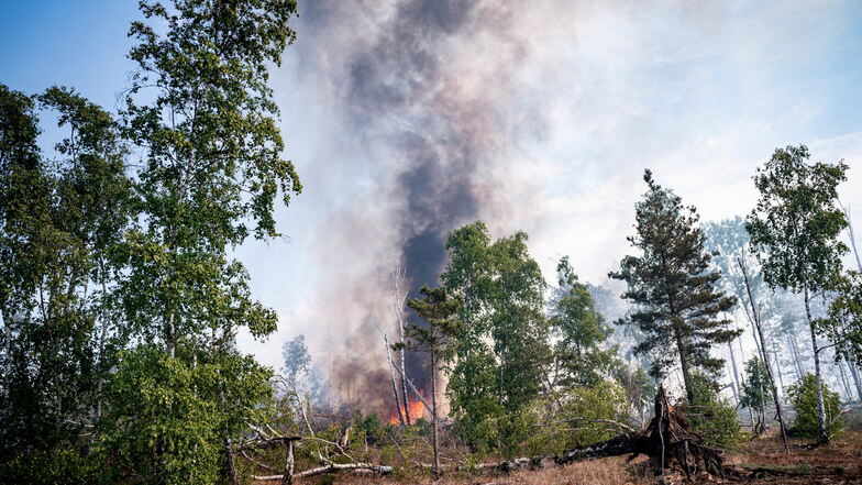 Flammen schlagen in einem Waldstück.